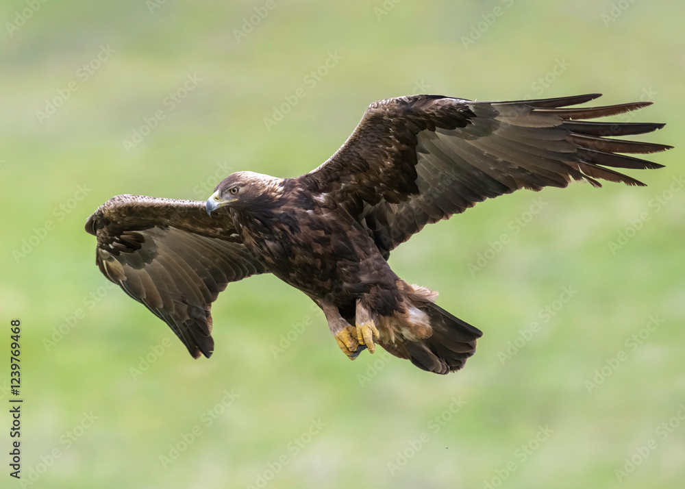 The golden eagle (Aquila chrysaetos), Diable Range, Northern California is a bird of prey living in the Northern Hemisphere. It is the most widely distributed species of eagle