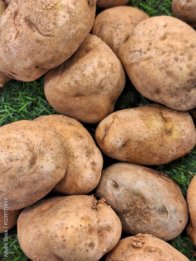 Top view of many fresh potatoes as background Top view of many fresh potatoes as background