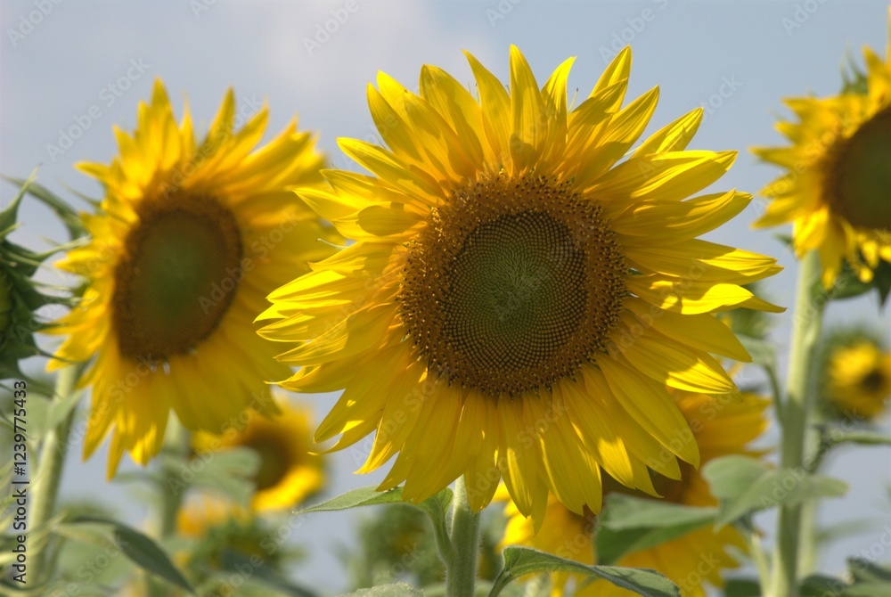 Una gran cantidad de flores,algunas cultivadas muchisimas otras engalanan los caminos creciendo silvestres. Una gran cantidad de flores,algunas cultivadas muchisimas otras engalanan los caminos creciendo silvestres.