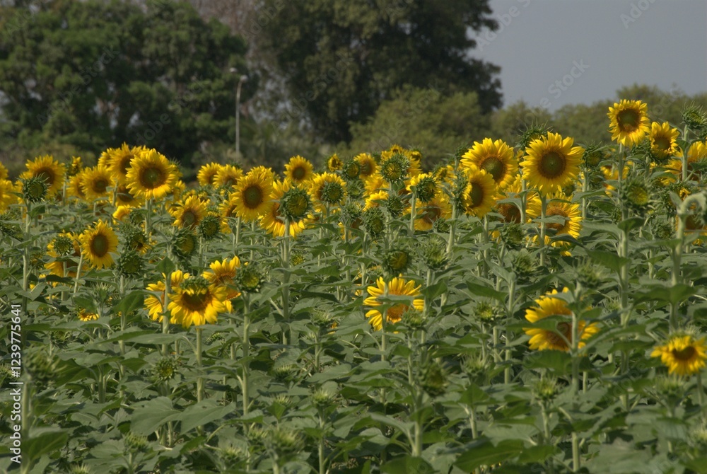 Una gran cantidad de flores,algunas cultivadas muchisimas otras engalanan los caminos creciendo silvestres. Una gran cantidad de flores,algunas cultivadas muchisimas otras engalanan los caminos creciendo silvestres.