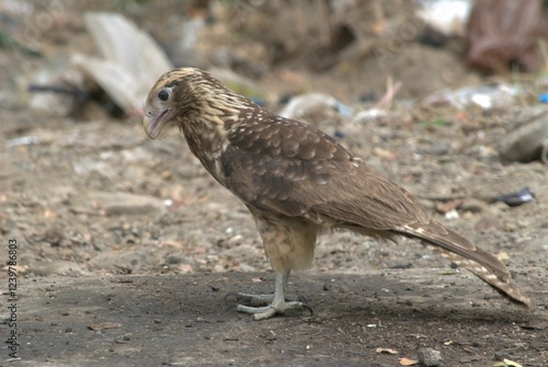 Photos Aves en el Estado Portuguesa