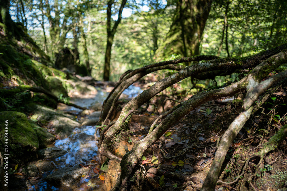 Sunlight dapples a tranquil forest stream, its path partially hidden by the sprawling roots of ancient trees. Sunlight dapples a tranquil forest stream, its path partially hidden by the sprawling roots of ancient trees.