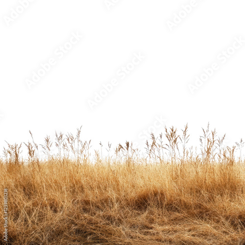 Golden dried grass in savanna field isolated on transparency background