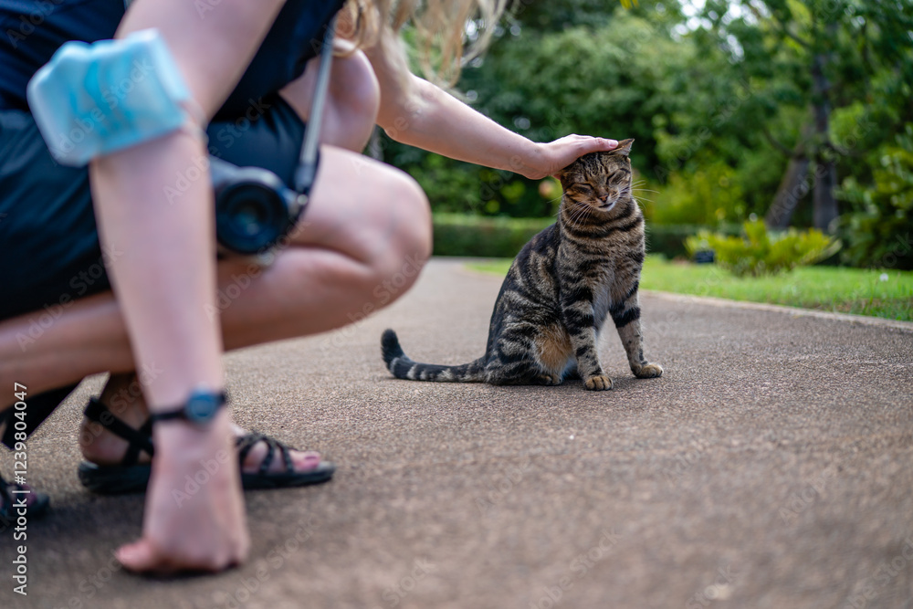 Obraz premium A woman gently pets a relaxed tabby cat sitting on a paved path, surrounded by lush green foliage.