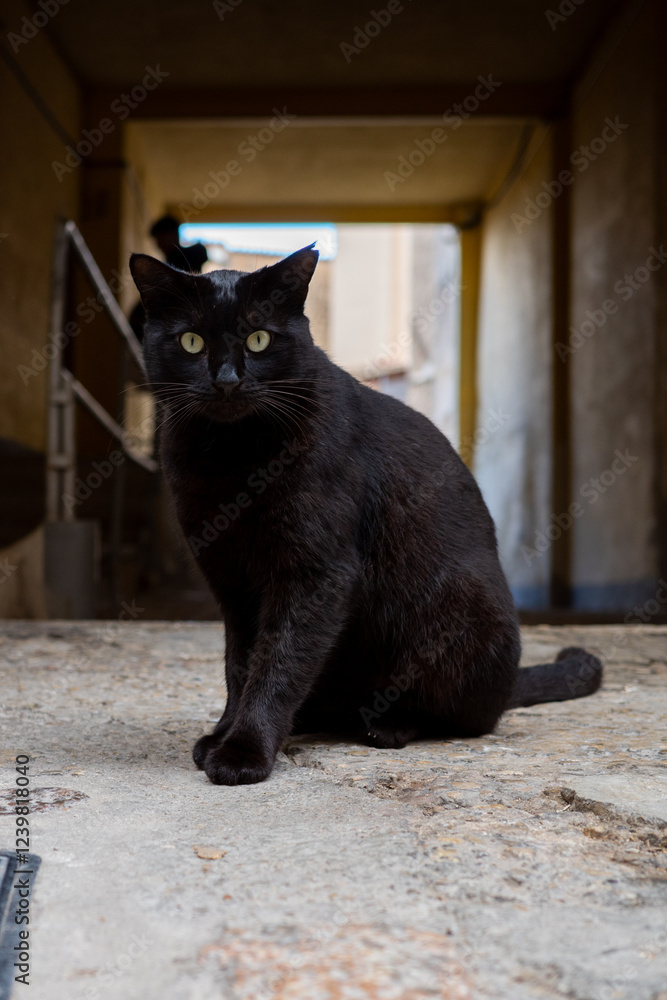 A captivating black cat with intense yellow eyes sits serenely on a weathered stone surface, creating a mysterious and intriguing scene. A captivating black cat with intense yellow eyes sits serenely on a weathered stone surface, creating a mysterious and intriguing scene.