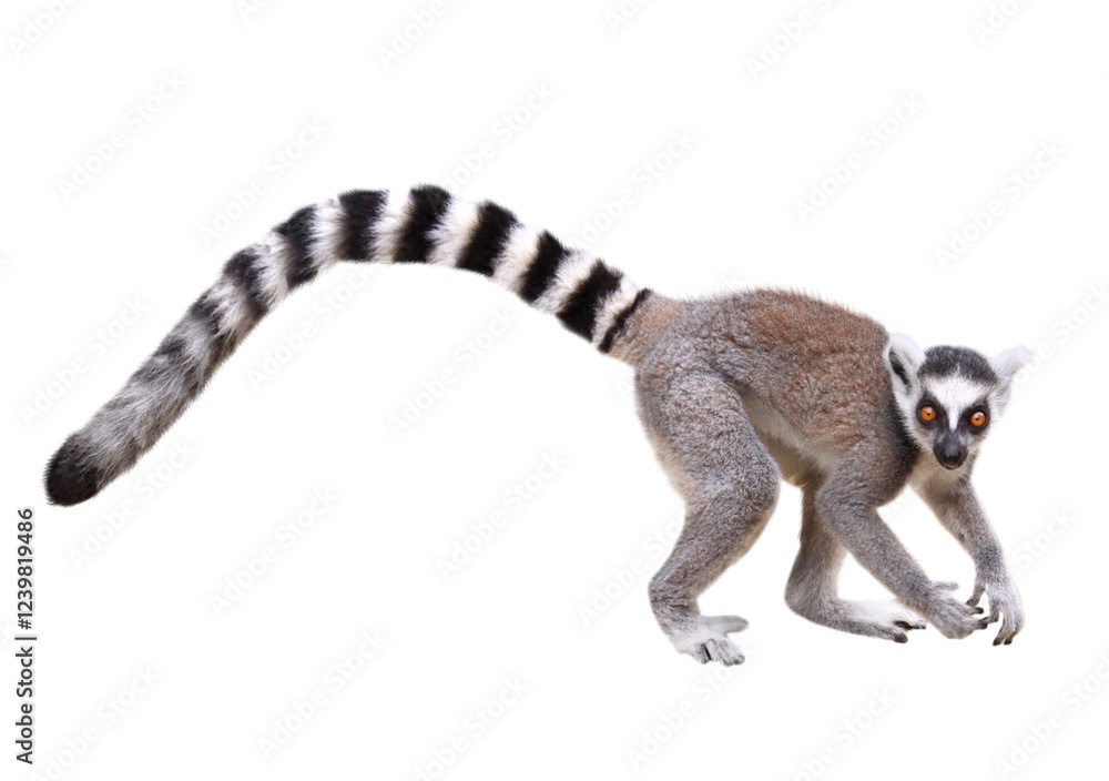 Obraz premium ワオキツネザル