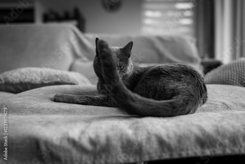 A fluffy gray cat naps peacefully on a soft blanket, its tail curled gently around its body; a serene monochrome moment.