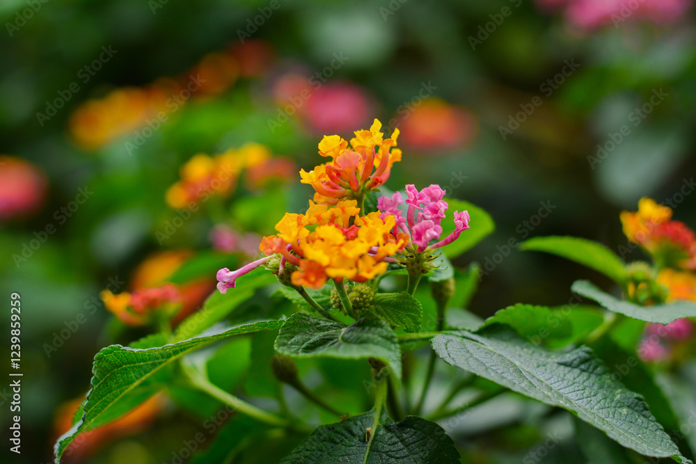 Spanish flag flower (Lantana camará) Spanish flag flower (Lantana camará)