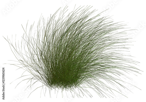 3d illustration of cymbopogon citratus grass isolated on white background	 photo