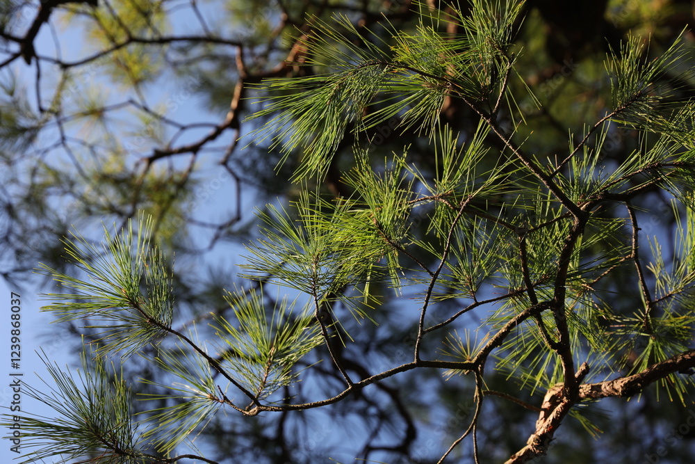 Obraz premium Pine tree.