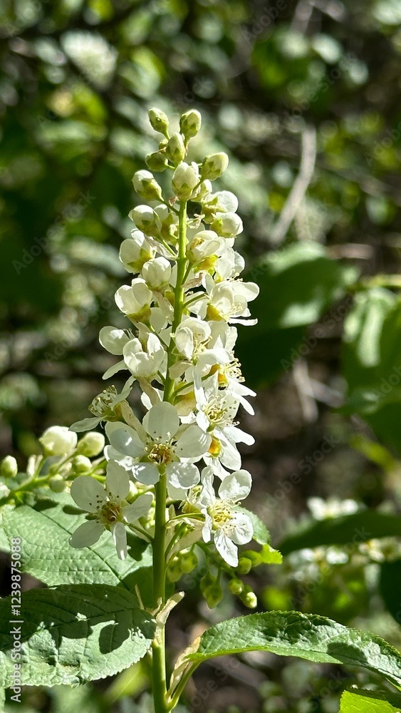 Blooming bird cherry, spring Blooming bird cherry, spring