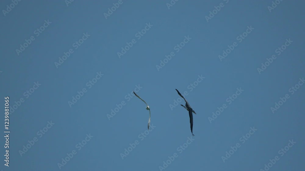 Seagulls attacks Heron in Flight Against a Blue Sky. Silhouette of a Heron in Flight Against a Cloudy Sky. Ardea cinerea Seagulls attacks Heron in Flight Against a Blue Sky. Silhouette of a Heron in Flight Against a Cloudy Sky. Ardea cinerea