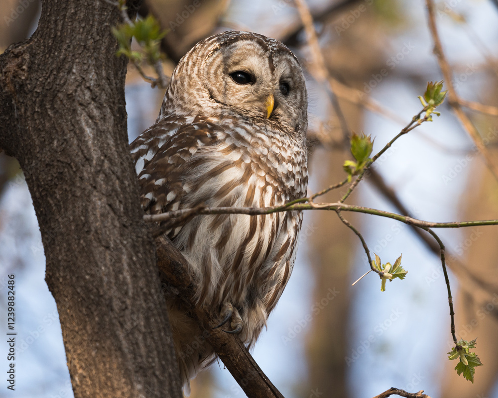 A portrait of a barred owl perched in a tree in late afternoon light. A portrait of a barred owl perched in a tree in late afternoon light.