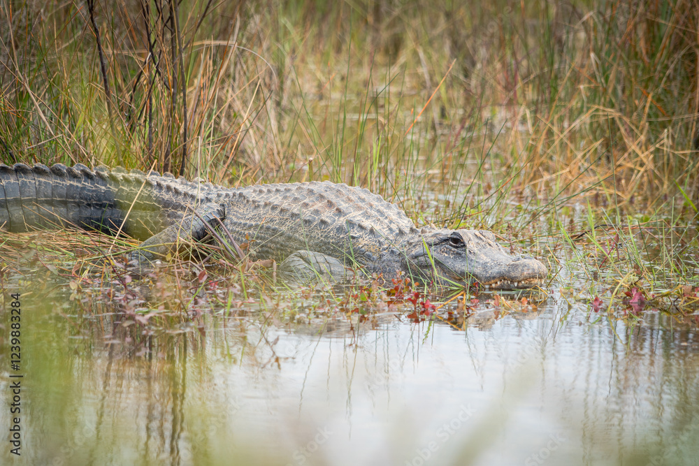 Fototapeta premium An alligator rests on the shore of a swamp.