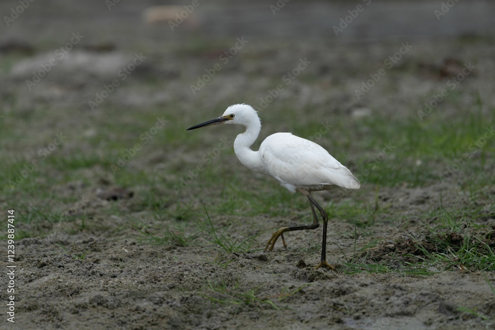Fototapeta premium White Egret on a muddy terrain