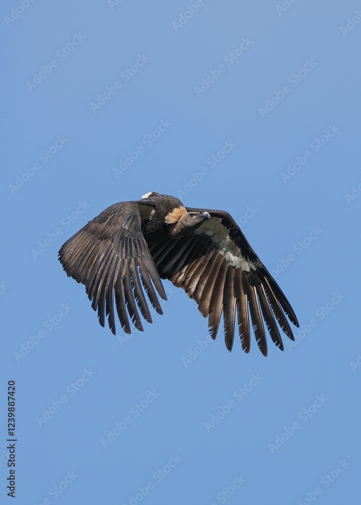 Fototapeta premium Majestic vulture soaring in clear sky