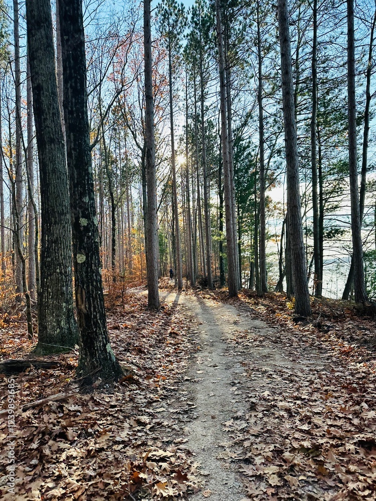 Fototapeta premium Forest pathway