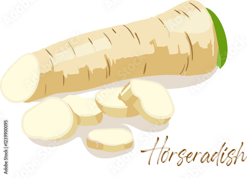 Fresh Sliced Horseradish Root Illustration Raw Organic Vegetable Drawing Natural Spicy Ingredient