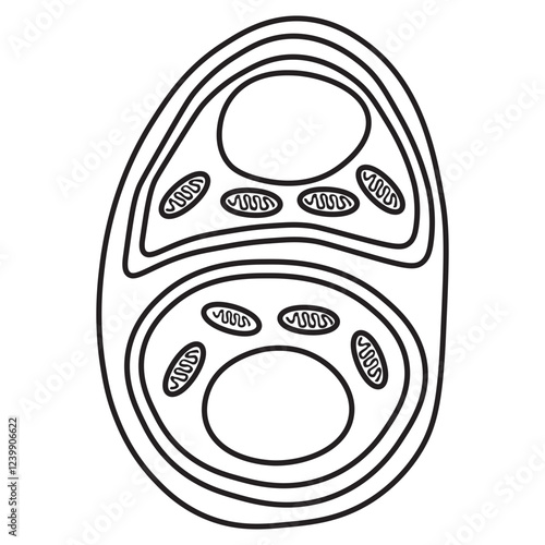 chondrocytes line icon