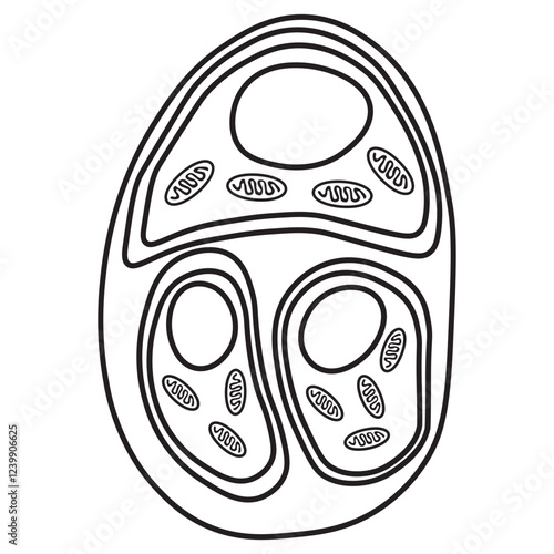 chondrocytes line icon