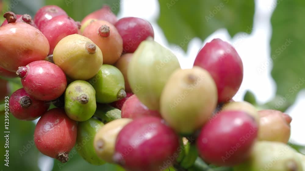 Raw coffee beans ripe in the garden Raw coffee beans ripe in the garden