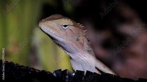 lizard on a tree