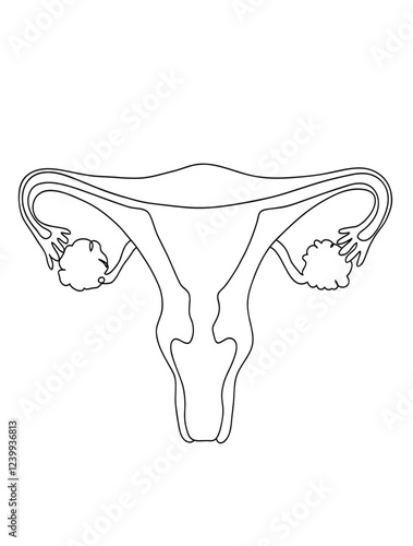 Minimalist Line Drawing of Female Reproductive System  
