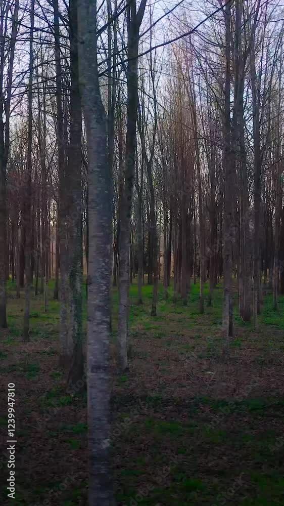 Forest at Evening Vertical video Forest at Evening Vertical video