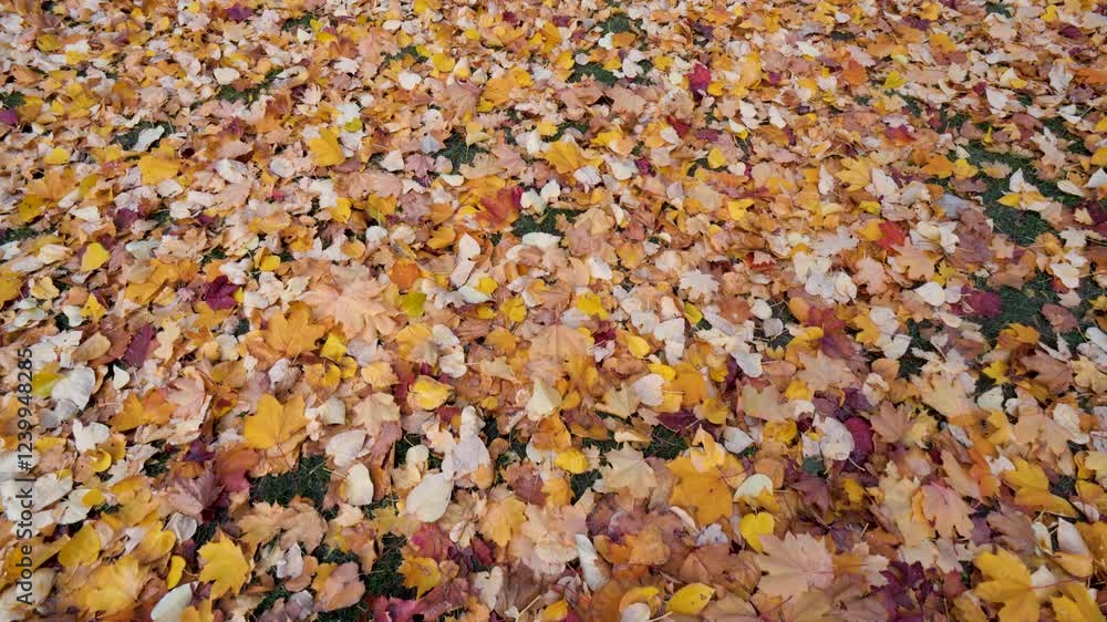 Fall-Autumn Leaves on the Ground. Variety of Colourful Seasonal Yellow, Orange, Golden Maple Leafs, Birch. Top View, Looking Down From Above. Seasonal 4K Nature Scenery. Global Warming Climate Change Fall-Autumn Leaves on the Ground. Variety of Colourful Seasonal Yellow, Orange, Golden Maple Leafs, Birch. Top View, Looking Down From Above. Seasonal 4K Nature Scenery. Global Warming Climate Change
