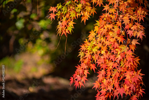 紅葉
