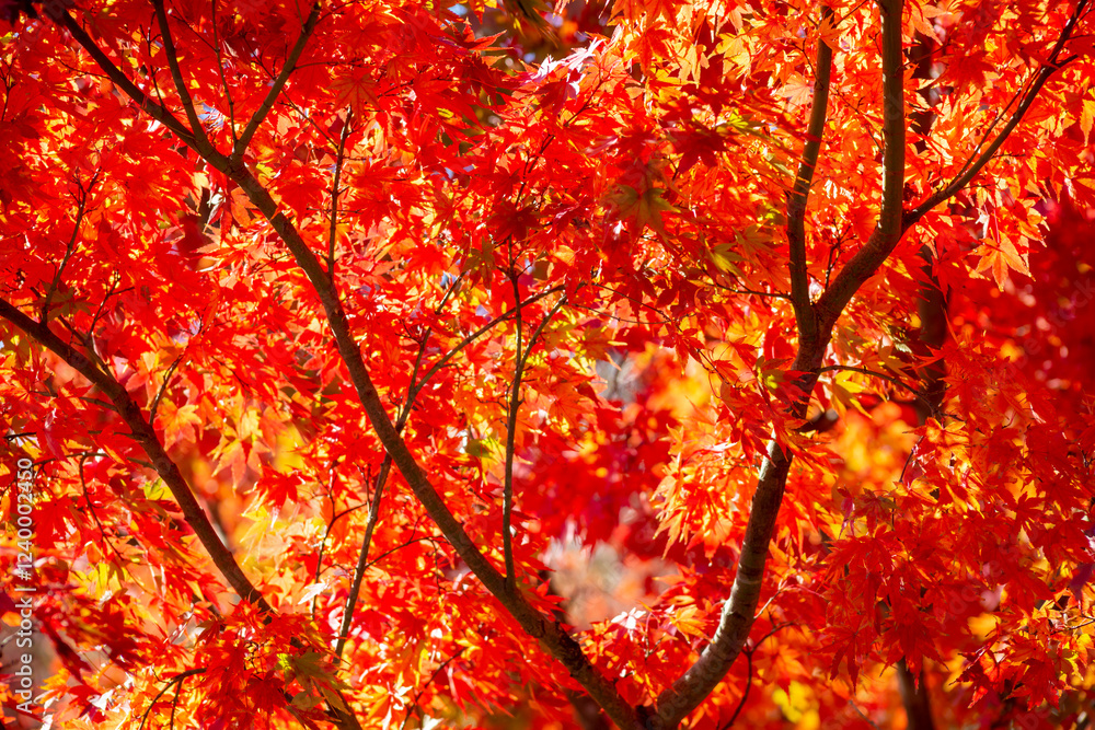 紅葉