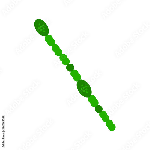 anabaena