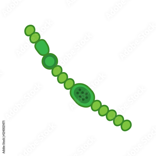 anabaena