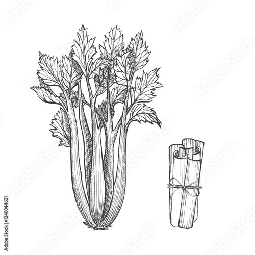 Celery. Graphic illustration. Set of celery stalk. Vector. Healthy vegetarian food. Hand drawn isolated ink sketch. Can be used for vegan menu, packaging seasoning, greengrocery