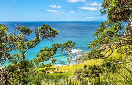 Trees at Mangawhai Heads Beach, North Island, New Zealand, Oceania. photo