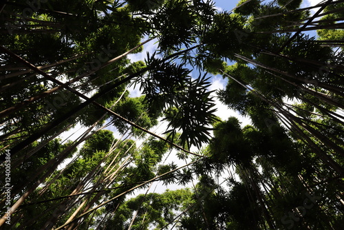 Bamboo Forrest in Kipahulu National Park Maui Hawaii photo