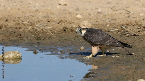 A lanner falcon (Falco biarmicus) drinking water, Kalahari desert, South Africa photo