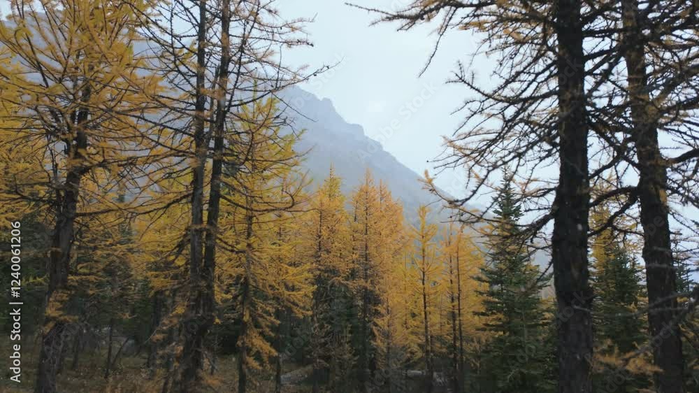 Golden Larches in Larch Valley | Stunning Fall Hike in Moraine Lake, Banff National Park Golden Larches in Larch Valley | Stunning Fall Hike in Moraine Lake, Banff National Park