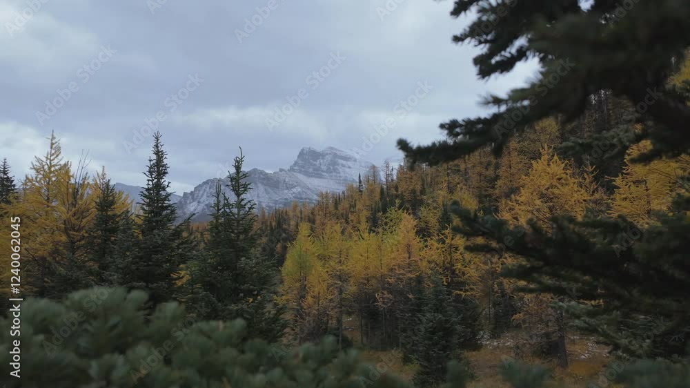 Golden Larches in Larch Valley | Stunning Fall Hike in Moraine Lake, Banff National Park Golden Larches in Larch Valley | Stunning Fall Hike in Moraine Lake, Banff National Park