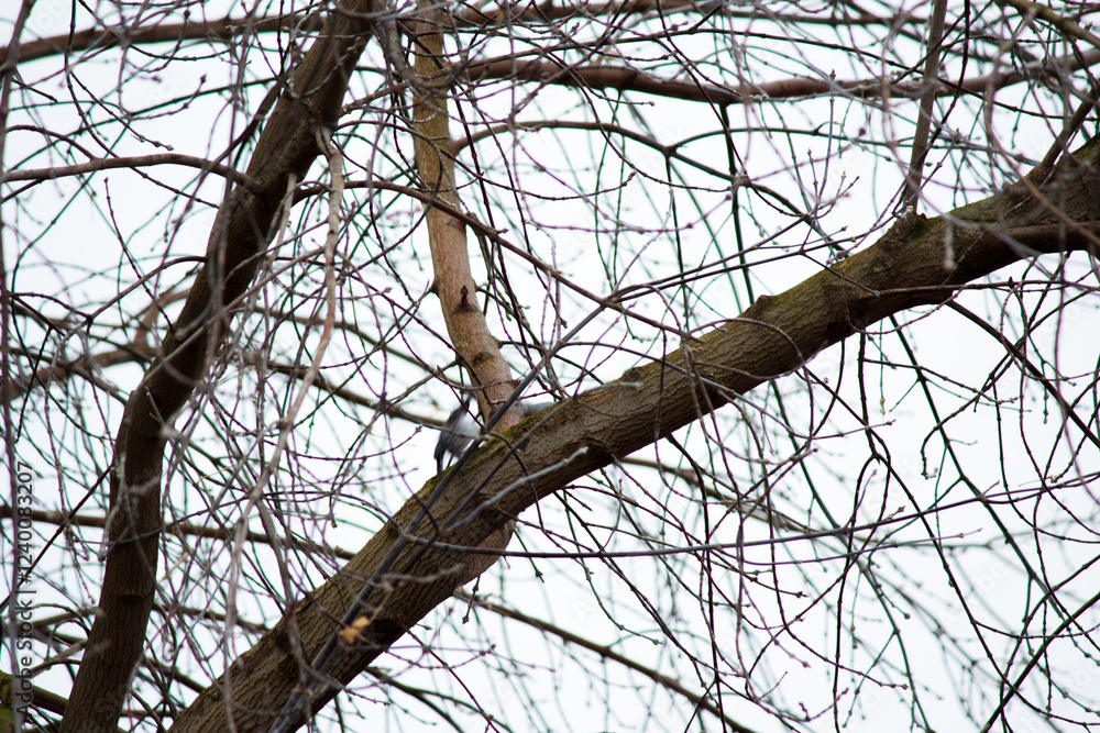 The background with branches of trees without leaves.Spring is coming. Spring sunlight on tree branches. The background with branches of trees without leaves.Spring is coming. Spring sunlight on tree branches.