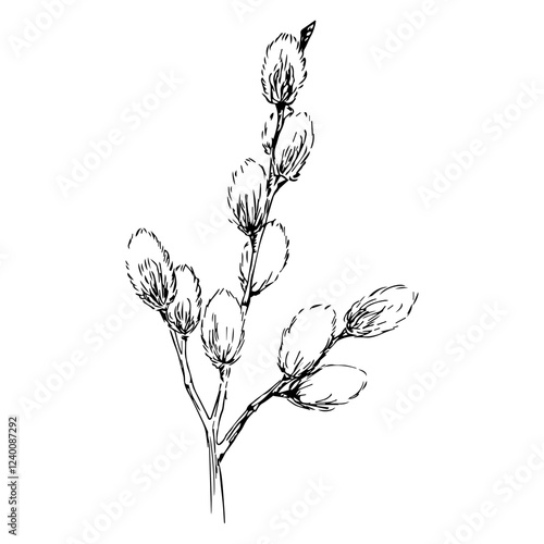 Pussywillows Branch Black Ink Vector Illustration for pattern, postcard and label