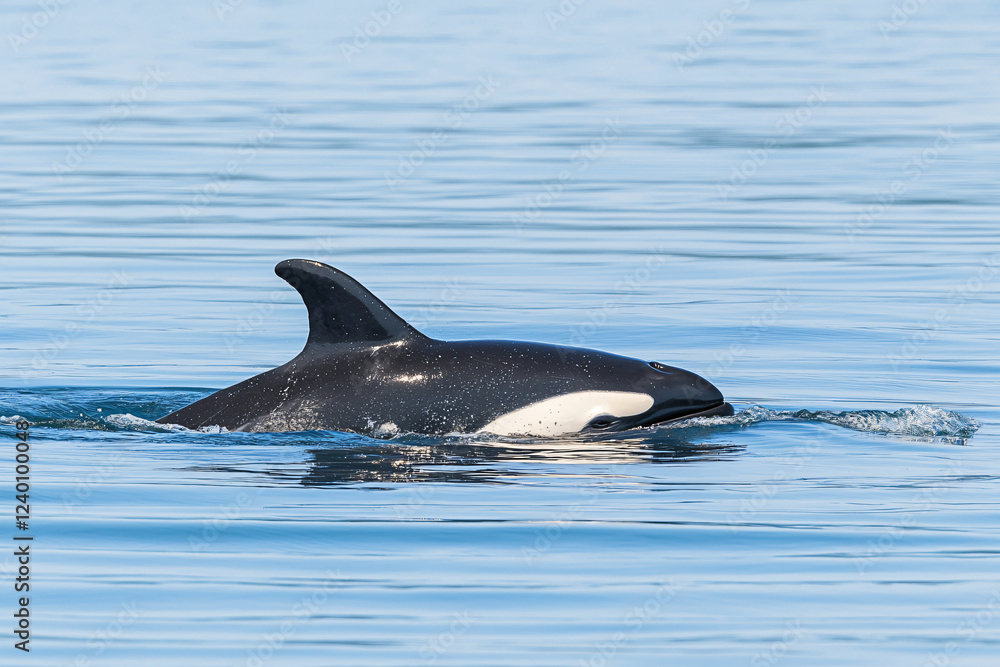 Fototapeta premium protective whale mother nudging playful calf toward surface
