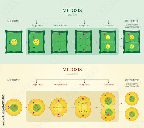 Illustration of Mitosis Diagram Showing Cell Division in Plant and Animal Cells