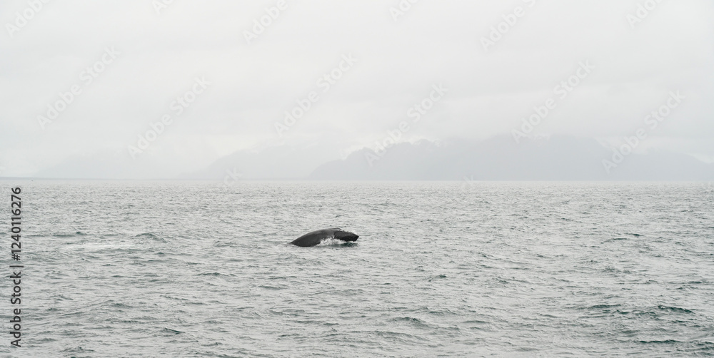 Obraz premium whale in alaska