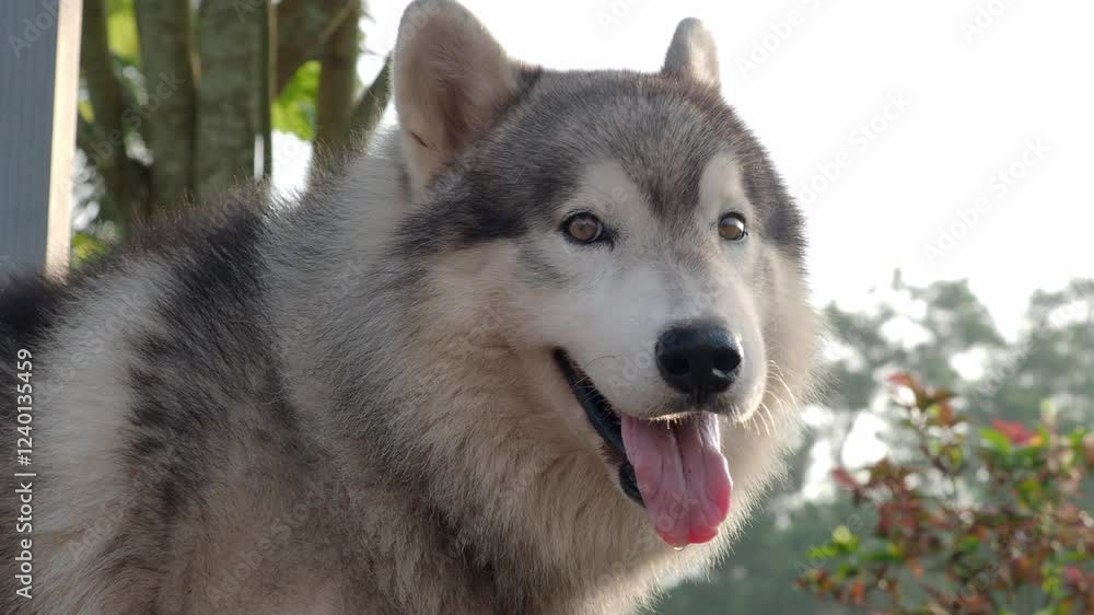 Close-up video of Siberian Husky's organs Close-up video of Siberian Husky's organs
