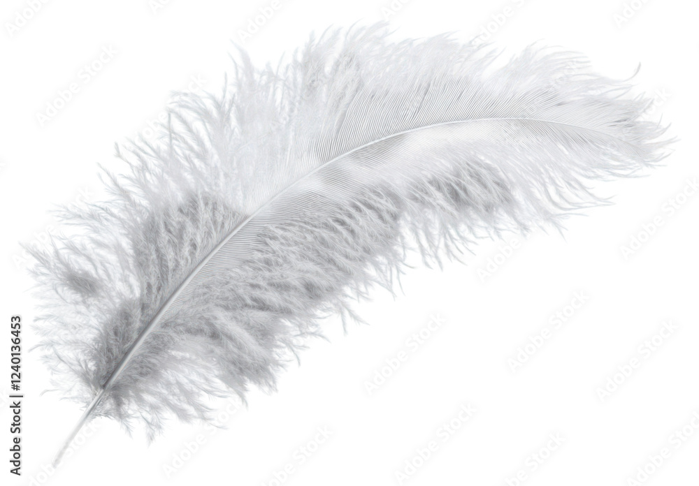 PNG Ostrich feather background white gray. PNG Ostrich feather background white gray.