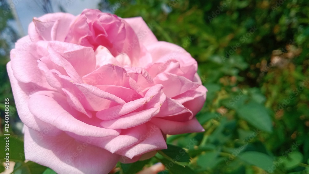 Pink rose in garden romantic valentines Pink rose in garden romantic valentines