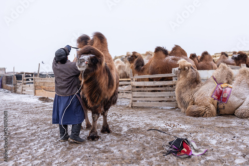 A Mongolian herder in traditional attire tends to a Bactrian camel in a snowy livestock pen, surrounded by a herd. 