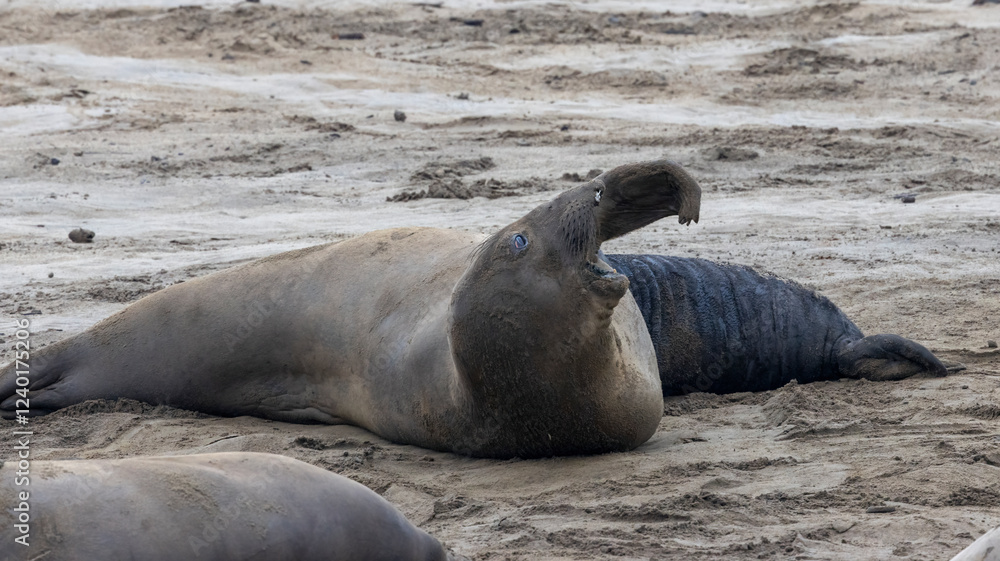 Fototapeta premium Female Elephant Seal yawning on the beach
