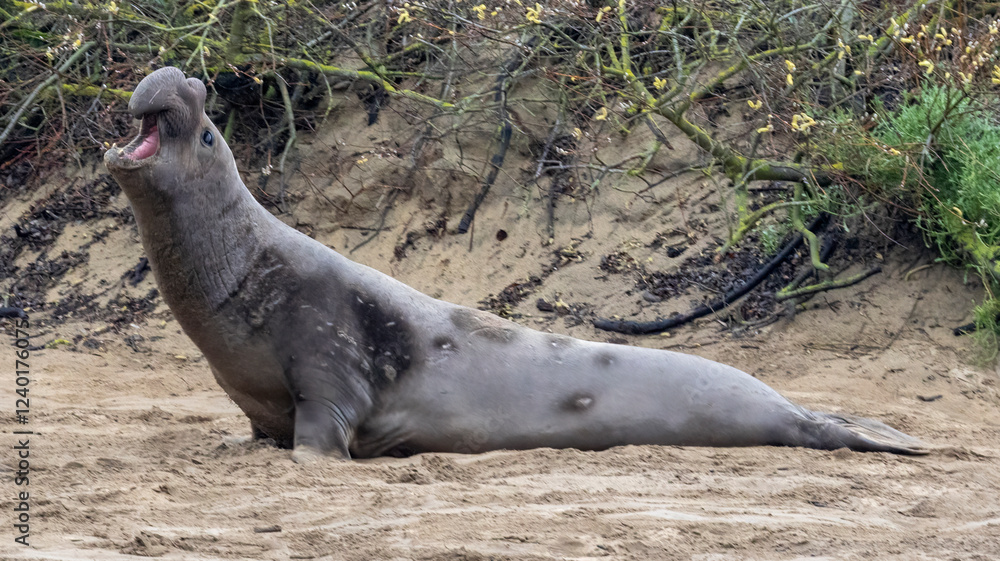 Fototapeta premium A large Elephant Seal Bull on the beach